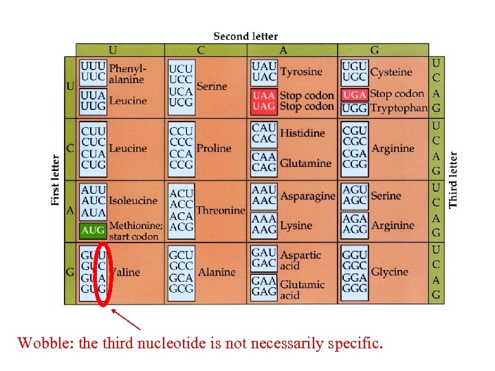 Wobble: the third nucleotide is not necessarily specific. 