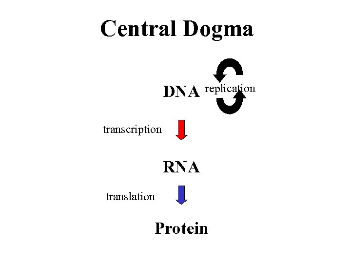 Central Dogma DNA replication transcription RNA translation Protein 