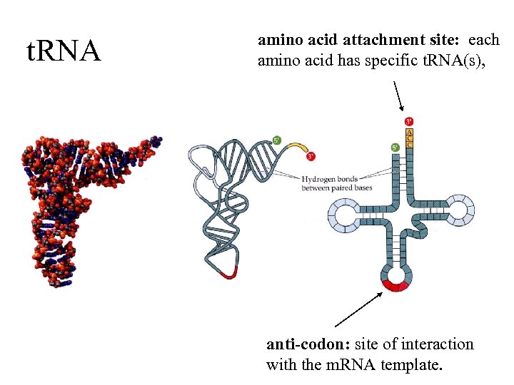 t. RNA amino acid attachment site: each amino acid has specific t. RNA(s), anti-codon: