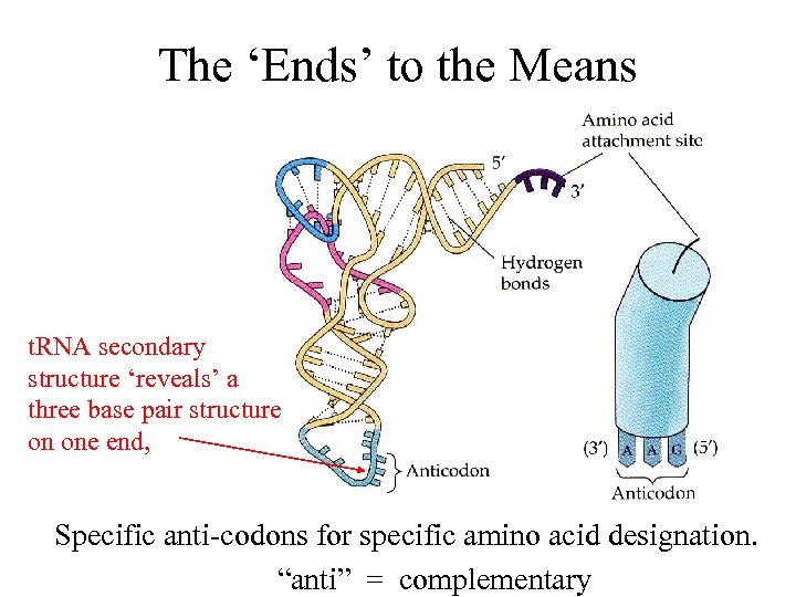 The ‘Ends’ to the Means t. RNA secondary structure ‘reveals’ a three base pair