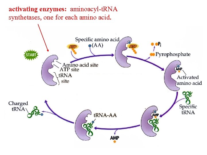 activating enzymes: aminoacyl-t. RNA synthetases, one for each amino acid. 