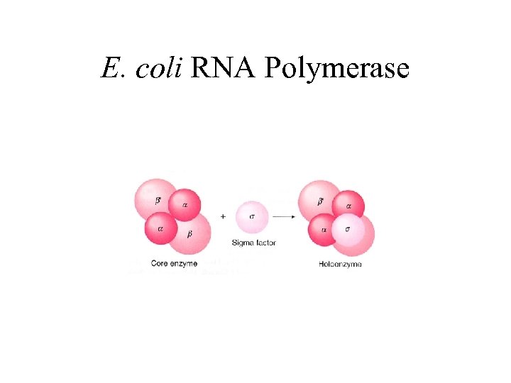 E. coli RNA Polymerase 