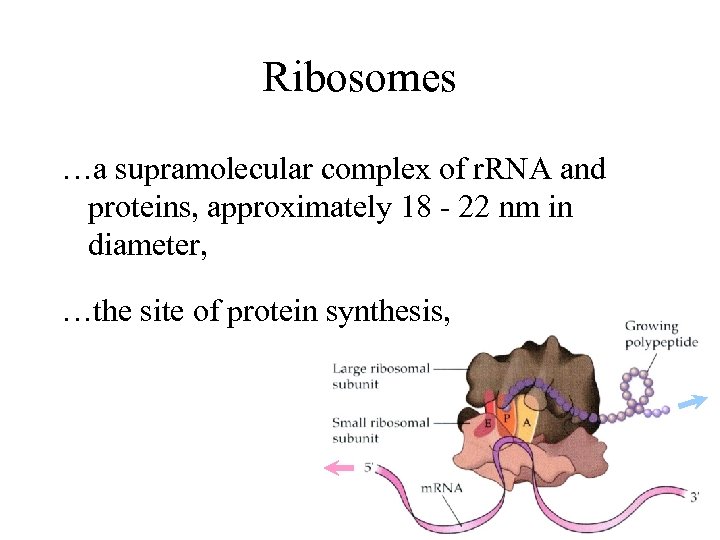 Ribosomes …a supramolecular complex of r. RNA and proteins, approximately 18 - 22 nm