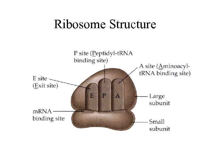 Ribosome Structure 