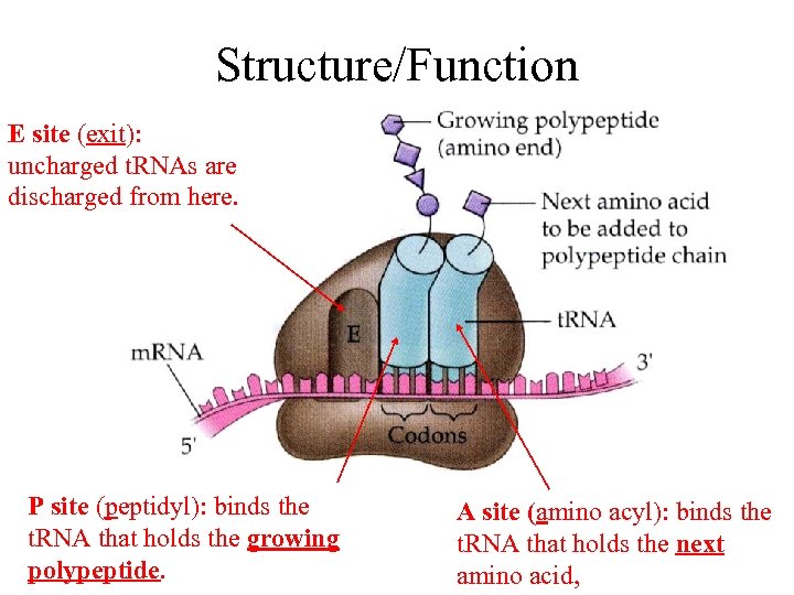 Structure/Function E site (exit): uncharged t. RNAs are discharged from here. P site (peptidyl):