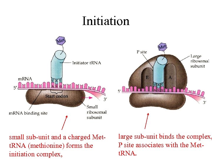 Initiation small sub-unit and a charged Mett. RNA (methionine) forms the initiation complex, large