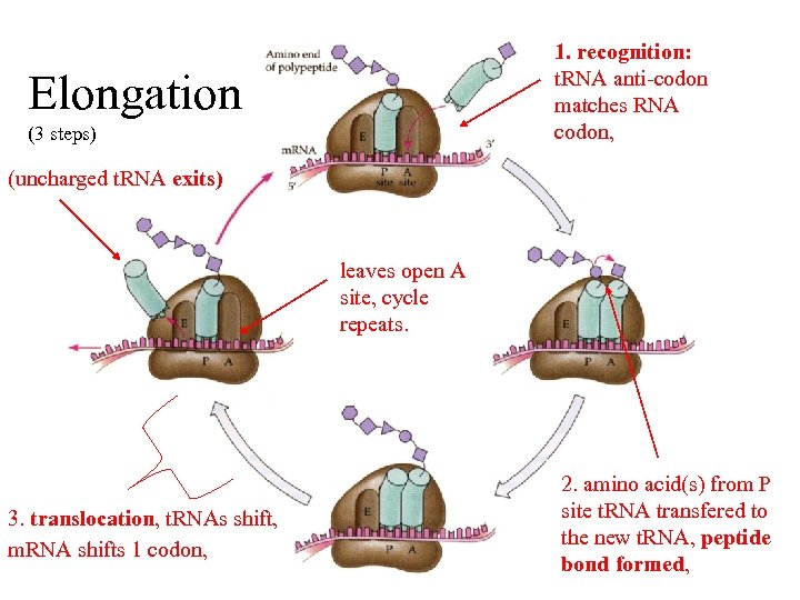 1. recognition: t. RNA anti-codon matches RNA codon, Elongation (3 steps) (uncharged t. RNA