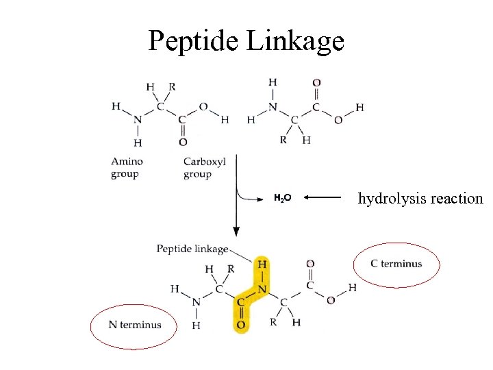 Peptide Linkage hydrolysis reaction 