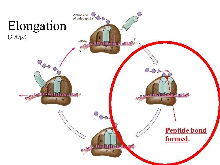 Elongation (3 steps) Peptide bond formed. 