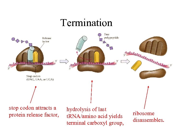 Termination stop codon attracts a protein release factor, hydrolysis of last t. RNA/amino acid