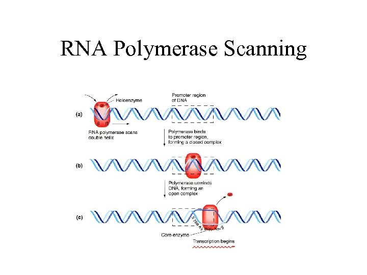 RNA Polymerase Scanning 