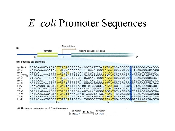 E. coli Promoter Sequences 