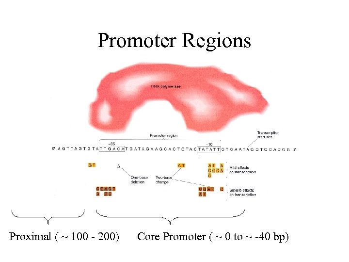 Promoter Regions Proximal ( ~ 100 - 200) Core Promoter ( ~ 0 to