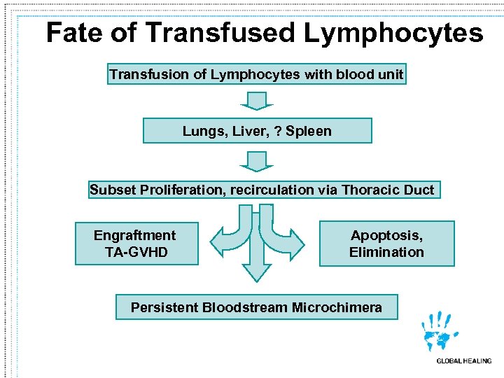 Fate of Transfused Lymphocytes Transfusion of Lymphocytes with blood unit Lungs, Liver, ? Spleen