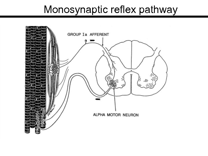Monosynaptic reflex pathway 