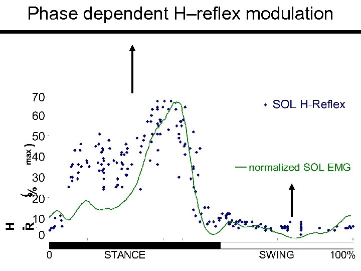 Phase dependent H–reflex modulation 
