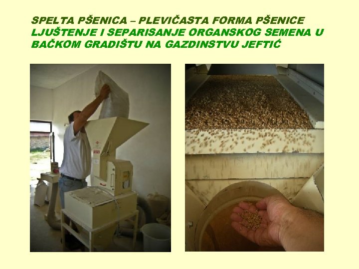 SPELTA PŠENICA – PLEVIČASTA FORMA PŠENICE LJUŠTENJE I SEPARISANJE ORGANSKOG SEMENA U BAČKOM GRADIŠTU