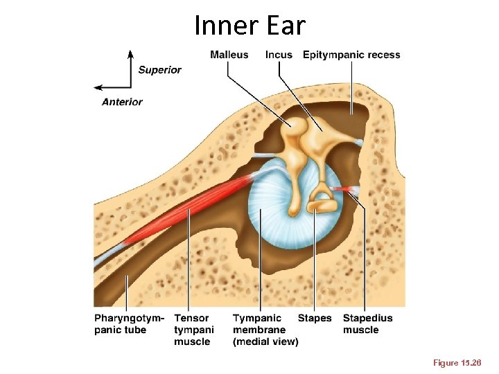 Inner Ear Figure 15. 26 