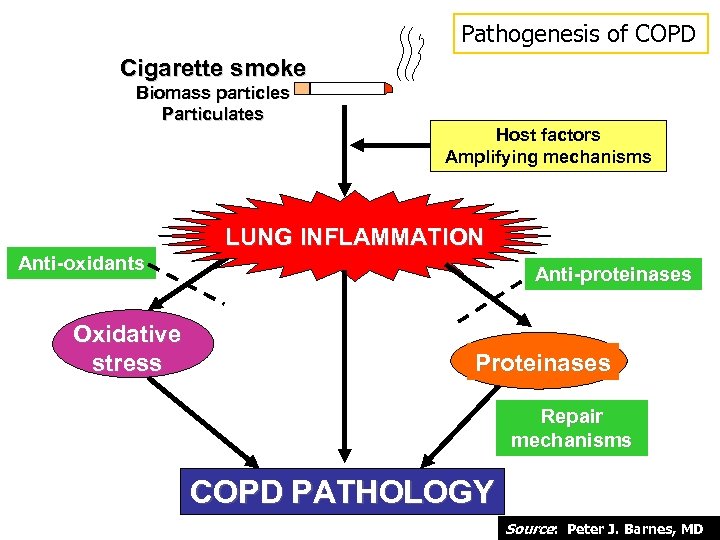 Pathogenesis of COPD Cigarette smoke Biomass particles Particulates Host factors Amplifying mechanisms LUNG INFLAMMATION