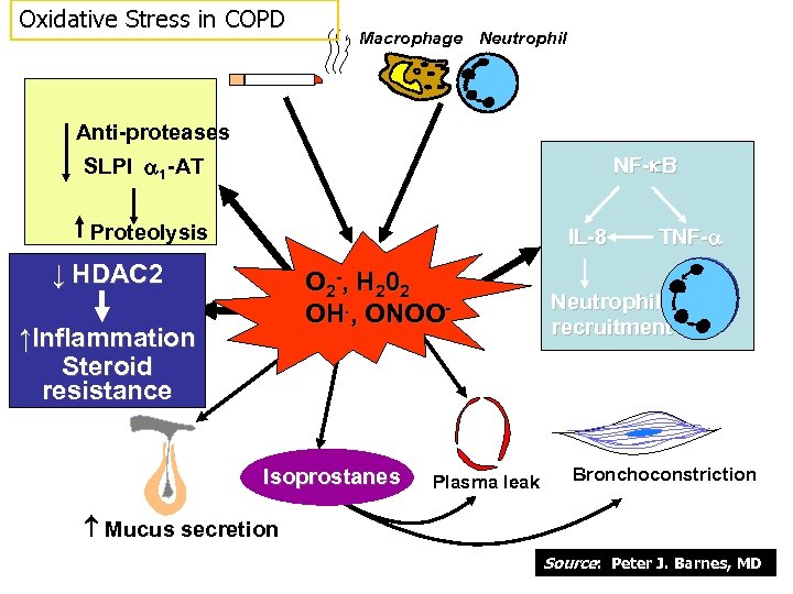 Oxidative Stress in COPD Macrophage Neutrophil Anti-proteases NF- B SLPI 1 -AT Proteolysis IL-8