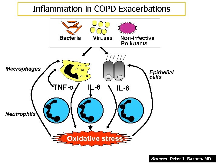 Inflammation in COPD Exacerbations Bacteria Viruses Non-infective Pollutants Macrophages Epithelial cells TNF- IL-8 IL-6