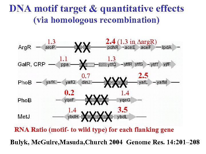DNA motif target & quantitative effects (via homologous recombination) 2. 4 (1. 3 in
