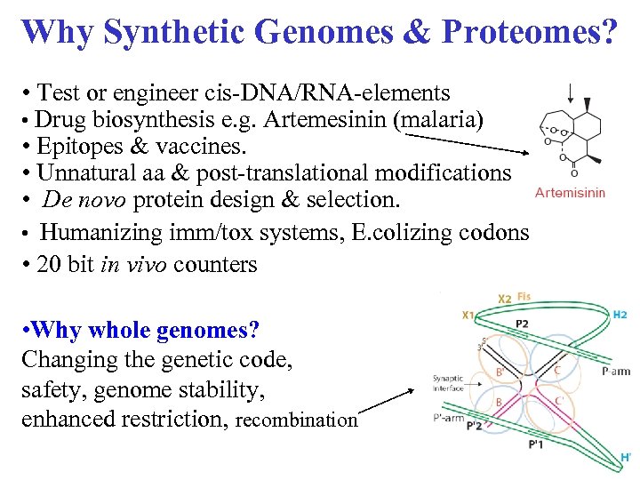 Why Synthetic Genomes & Proteomes? • Test or engineer cis-DNA/RNA-elements • Drug biosynthesis e.