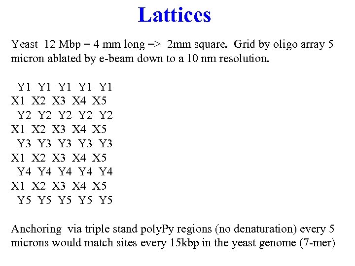 Lattices Yeast 12 Mbp = 4 mm long => 2 mm square. Grid by