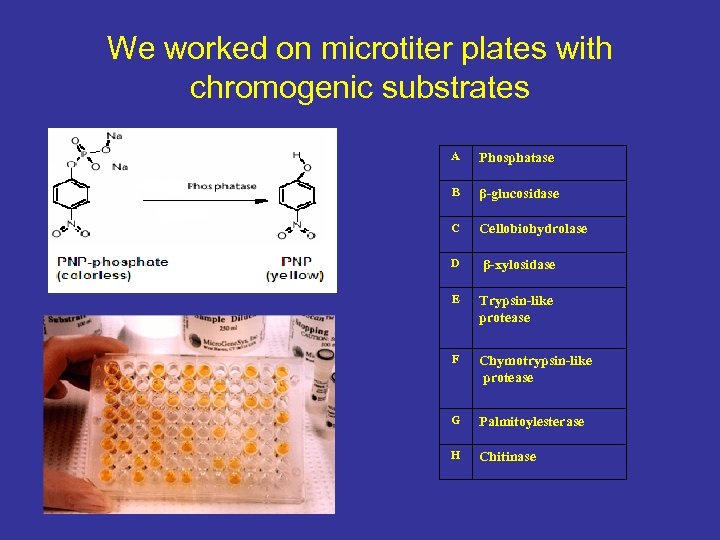 We worked on microtiter plates with chromogenic substrates A Phosphatase B β-glucosidase C Cellobiohydrolase