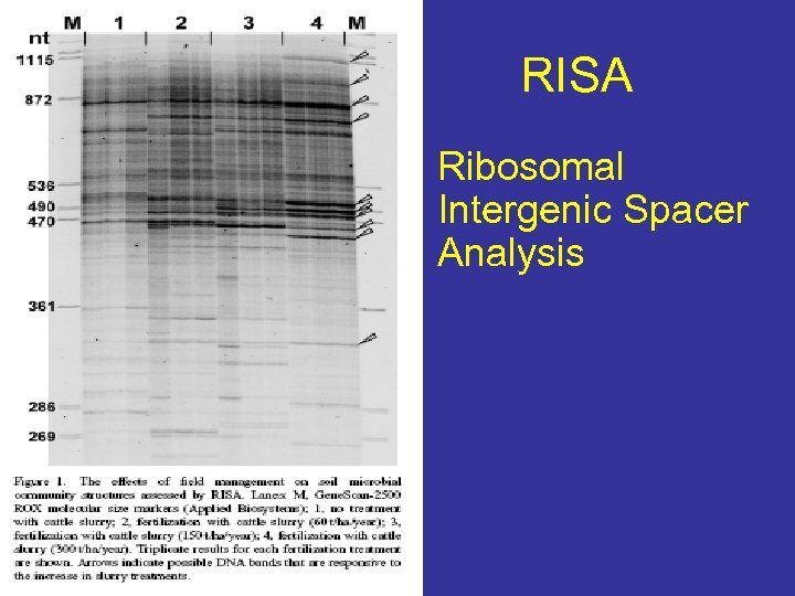 RISA Ribosomal Intergenic Spacer Analysis 