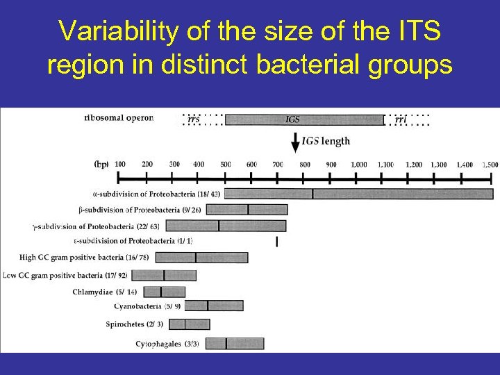 Variability of the size of the ITS region in distinct bacterial groups 