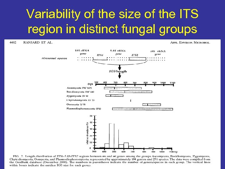 Variability of the size of the ITS region in distinct fungal groups 