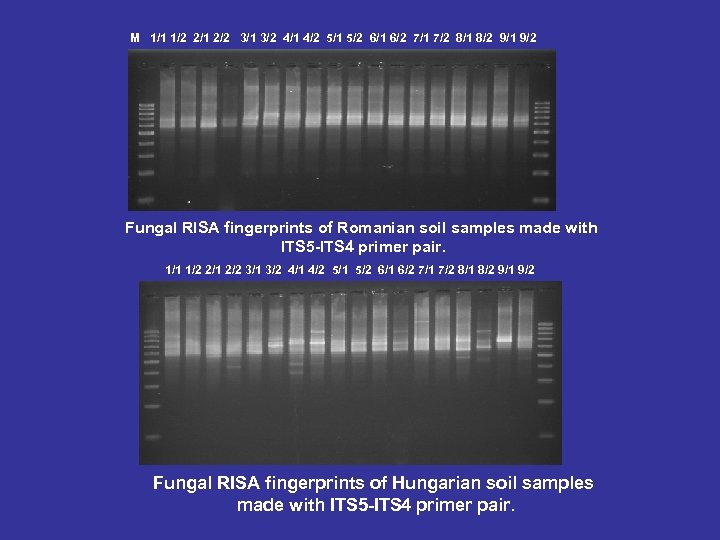 M 1/1 1/2 2/1 2/2 3/1 3/2 4/1 4/2 5/1 5/2 6/1 6/2 7/1