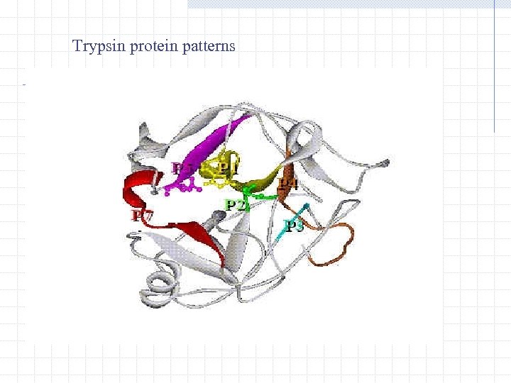 Trypsin protein patterns 