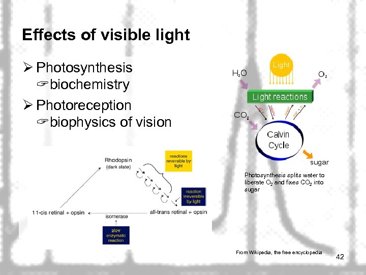 Effects of visible light Ø Photosynthesis biochemistry Ø Photoreception biophysics of vision Photosynthesis splits