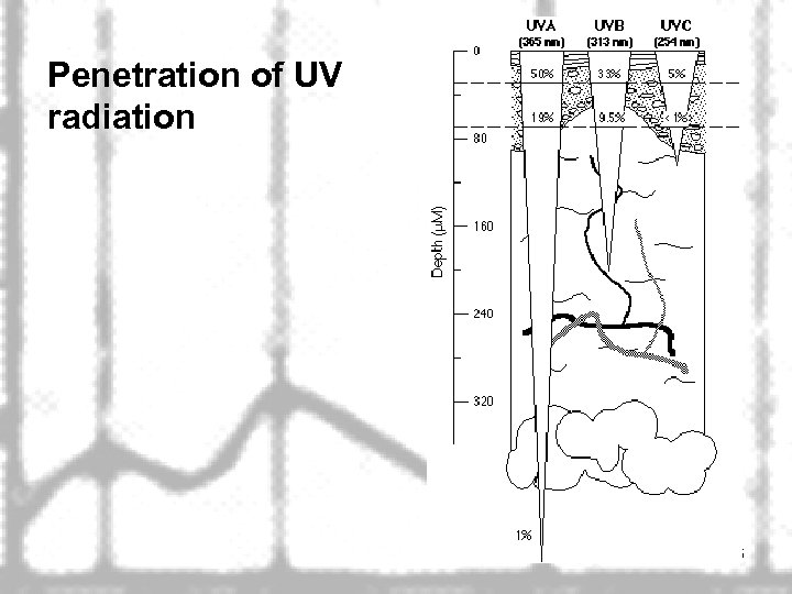 Penetration of UV radiation 45 