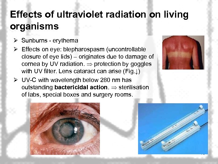 Effects of ultraviolet radiation on living organisms Ø Sunburns - erythema Ø Effects on