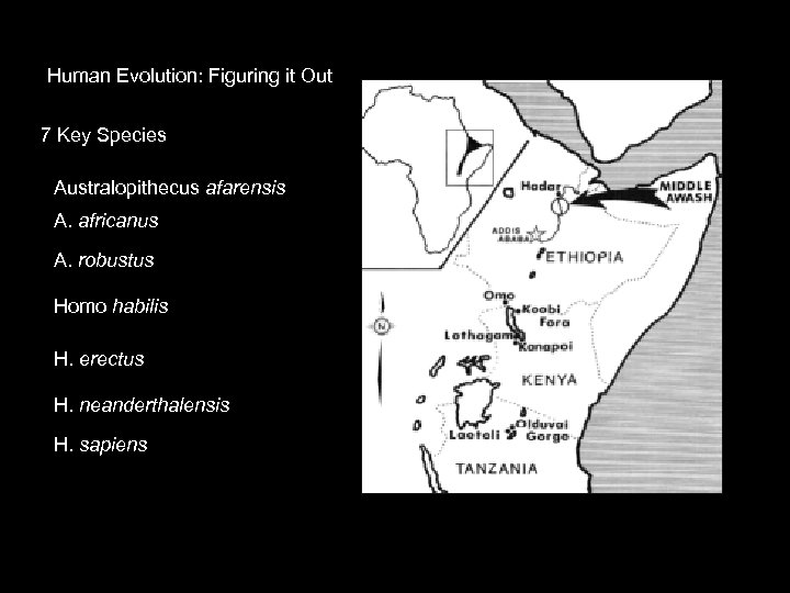 Human Evolution: Figuring it Out 7 Key Species Australopithecus afarensis A. africanus A. robustus