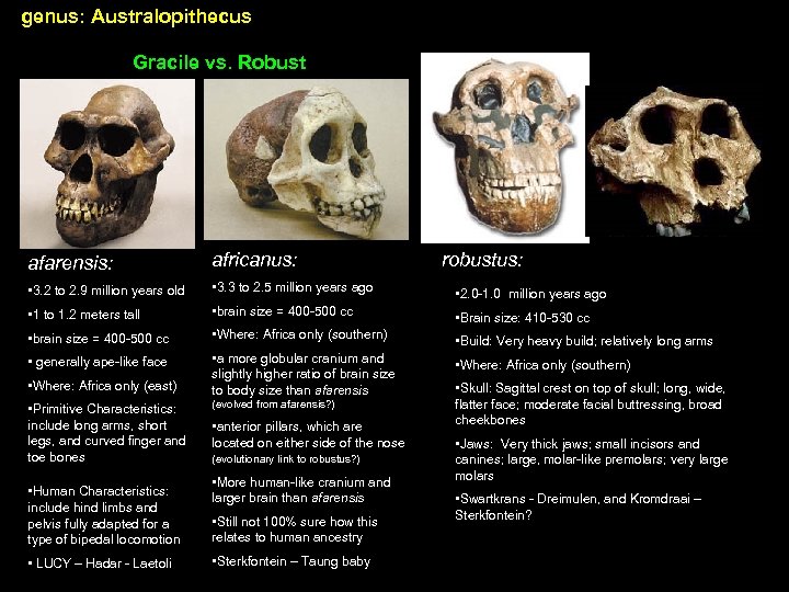 genus: Australopithecus Gracile vs. Robust afarensis: africanus: • 3. 2 to 2. 9 million