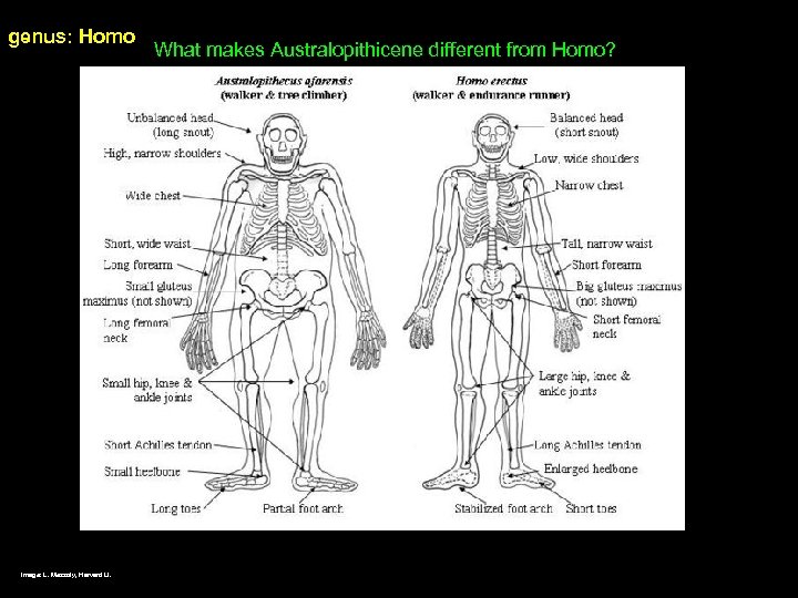 genus: Homo Image: L. Meszoly, Harvard U. What makes Australopithicene different from Homo? 