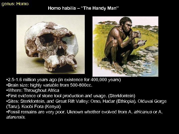 genus: Homo habilis – “The Handy Man” • 2. 5 -1. 6 million years
