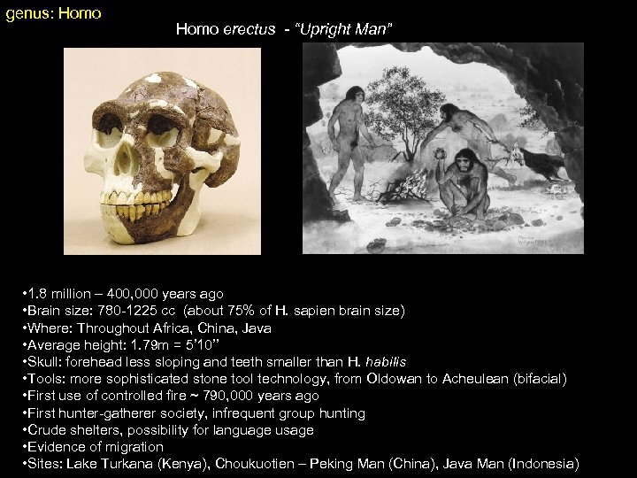 genus: Homo erectus - “Upright Man” • 1. 8 million – 400, 000 years