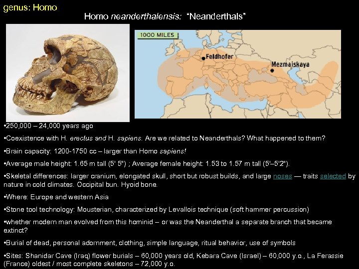 genus: Homo neanderthalensis: “Neanderthals” • 250, 000 – 24, 000 years ago • Coexistence