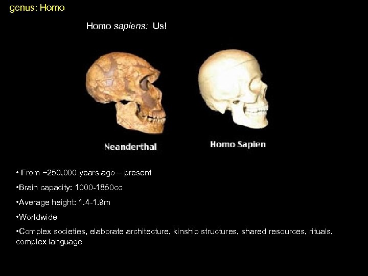 genus: Homo sapiens: Us! • From ~250, 000 years ago – present • Brain