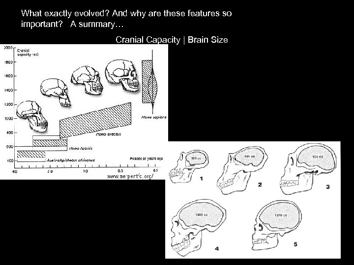 What exactly evolved? And why are these features so important? A summary… Cranial Capacity