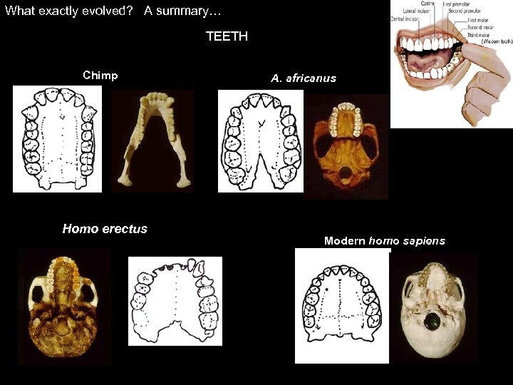 What exactly evolved? A summary… TEETH Chimp A. africanus Homo erectus Modern homo sapiens