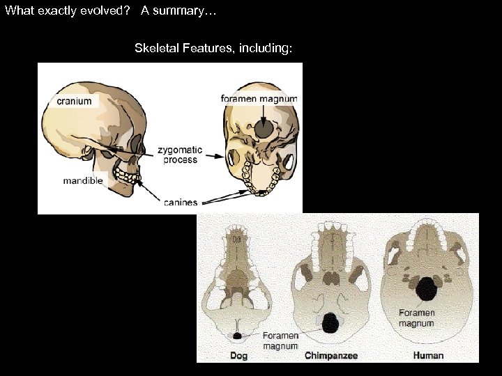 What exactly evolved? A summary… Skeletal Features, including: 