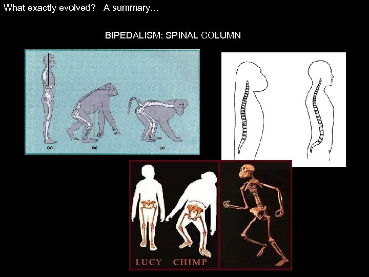 What exactly evolved? A summary… BIPEDALISM: SPINAL COLUMN 