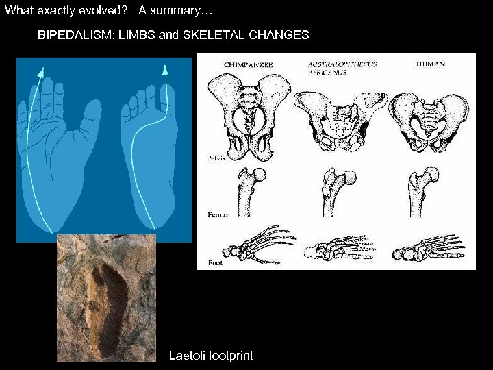 What exactly evolved? A summary… BIPEDALISM: LIMBS and SKELETAL CHANGES Laetoli footprint 