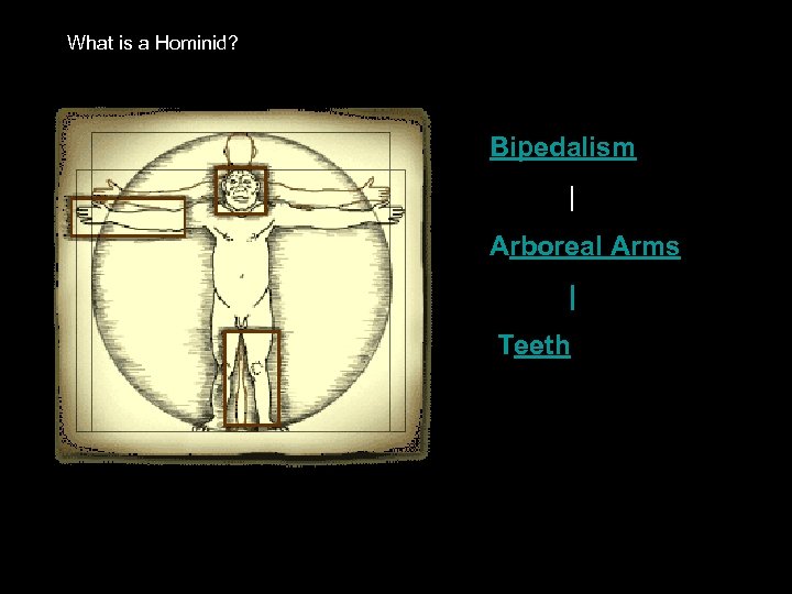 What is a Hominid? Bipedalism | Arboreal Arms | Teeth 